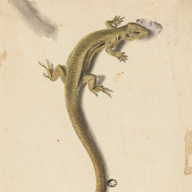 målning av en ödla från nationalmuseum