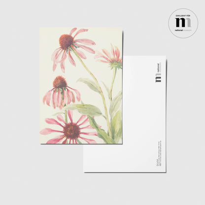 6 vykort | Wennerberg