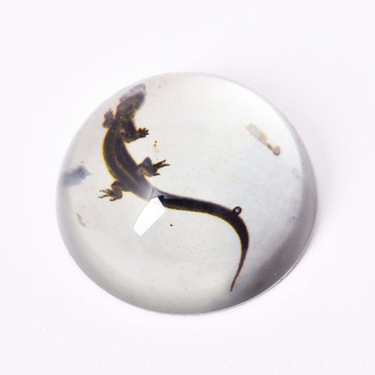 Brevtyngd i glas med motiv av en ödla